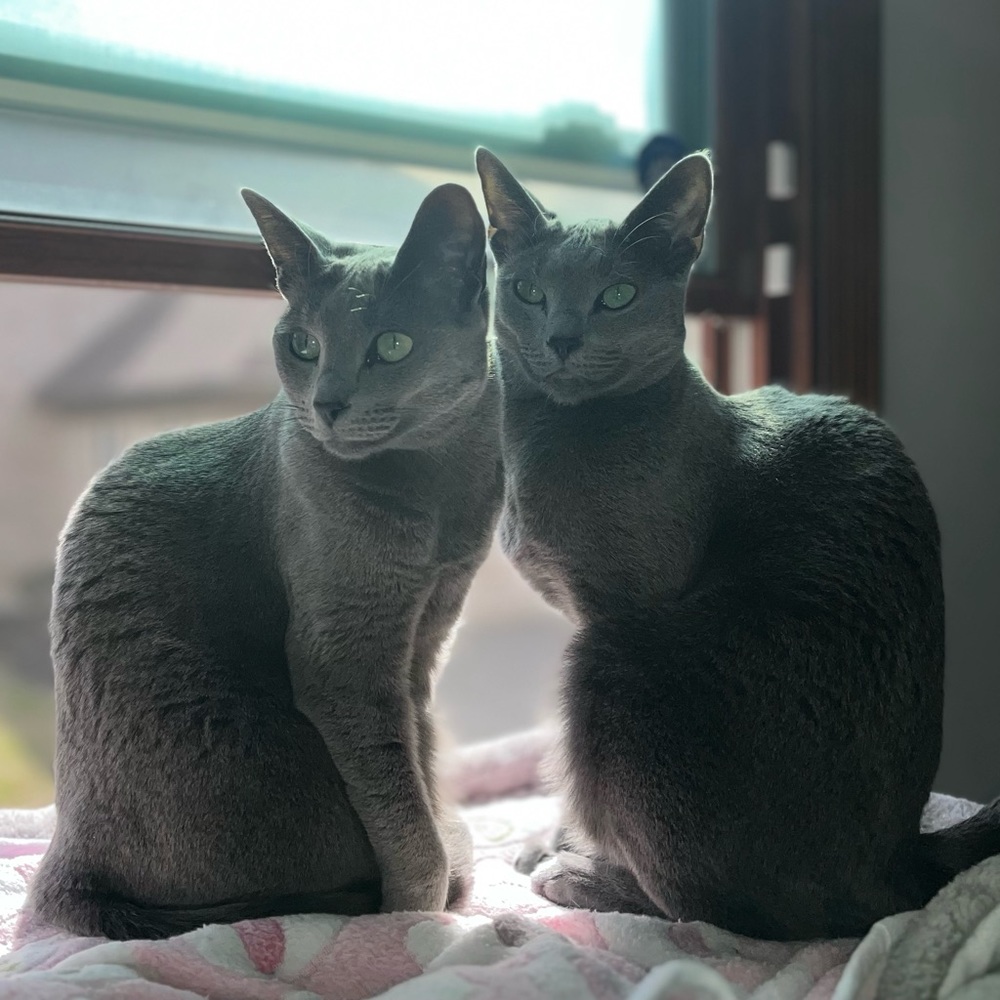 Meet your Posher, Amelia